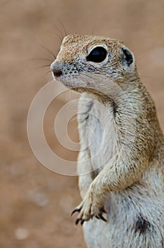 Ground Squirrel