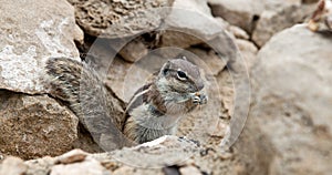 Ground squirrel