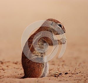 Ground Squirrel