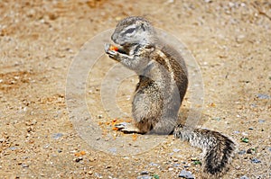 Ground Squirrel