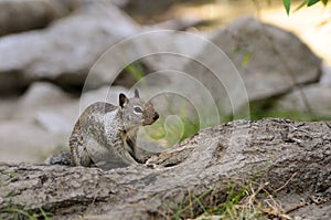 Ground squirrel