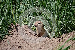 Ground squirrel