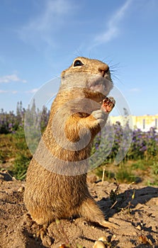 Ground squirrel