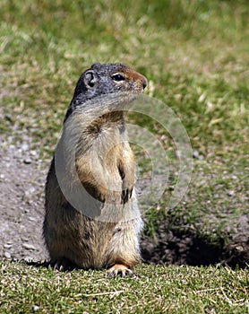 Ground squirrel photo