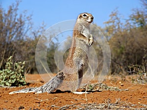 Ground squirrel