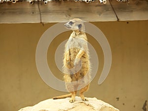 Ground-squirrel