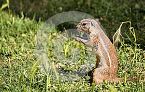 Ground Squirrel