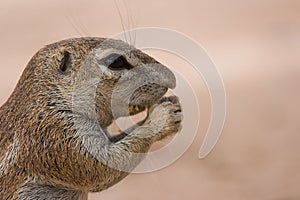 Ground Squirrel