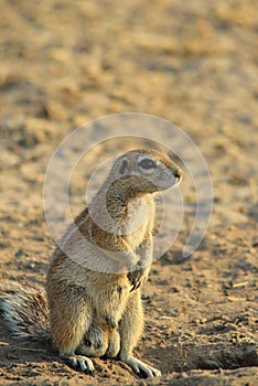 Ground Squirrel - African Wildlife Background - Domination and Pride
