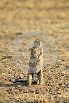 Ground Squirrel - African Wildlife Background - Life is a Ball