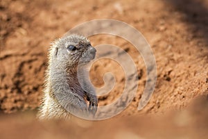 Ground squirrel against a nice background