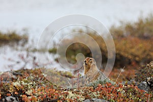 Ground squirrel, also known as Richardson ground squirrel chatting about its day