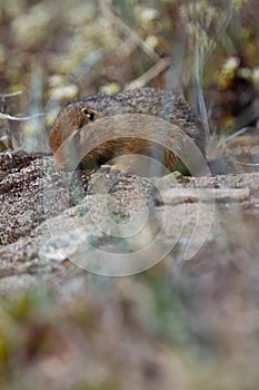 Ground squirrel, also known as Richardson ground squirrel or siksik in Inuktitut scavenging among arctic grass