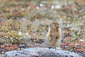 Ground squirrel, also known as Richardson ground squirrel standing next to a rock surrounded by arctic plants