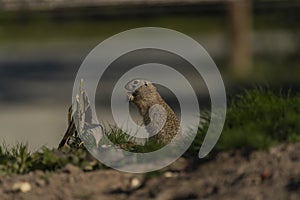 Ground squirrel animal in summer sunny hot morning