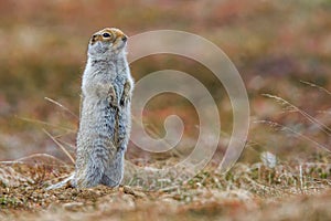 Ground Squirrel - Arctic