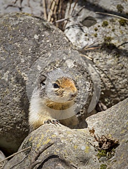 Ground squirrel behind a rock