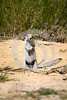 Ground Squirrel in Botswana