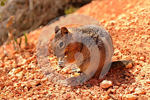 Ground Squirrel in Bryce Canyon National Park, Utah