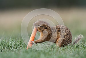 Ground squirrel with carrot photo