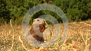 Ground squirrel chewing an apple, fleeing from a bee, feeding ground squirrels in MurÃ¡Åˆ, Slovakia