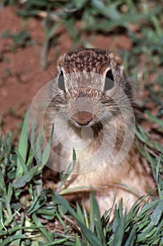 Ground Squirrel Close Up