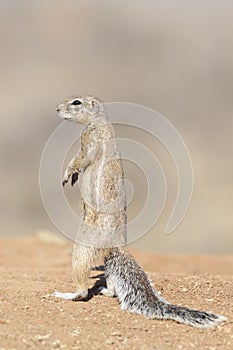 Ground Squirrel close up, standing