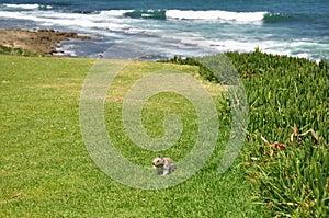 Ground squirrel on the coast