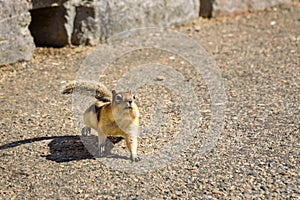 A ground squirrel comes running to get some food from tourists. Golden-mantled Ground Squirrel