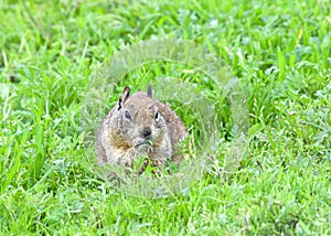 Ground squirrel eating fresh green grass