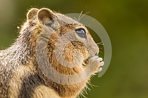 Ground Squirrel eating a nut