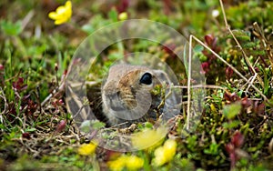 Ground Squirrel