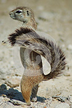 Ground squirrel in Etosha