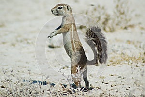 Ground squirrel in Etosha