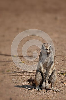 Ground squirrel in Etosha Namibia