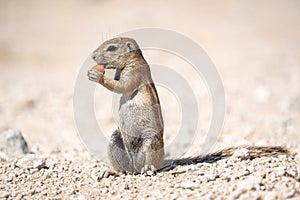 Ground squirrel, Etosha national park, Namibia, Southern Africa