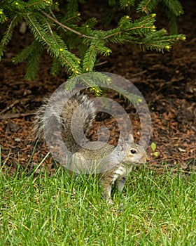 A ground squirrel explores a yard