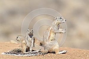 Ground Squirrel family warming up in morning sun