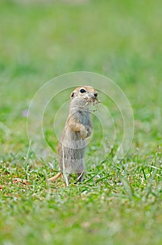 Ground squirrel feeding. Cute funny animal ground squirrel. Spermophilus xanthoprymnus