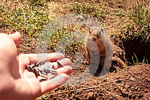 Ground squirrel, feeding a prairie dog sunflower seeds from a hand, Muran, Slovakia