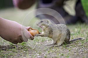 Ground squirrel feeding before winter sleep