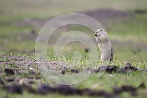 Ground squirrel feeding before winter sleep