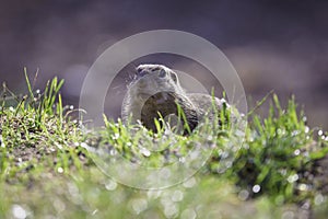 Ground squirrel feeding before winter sleep