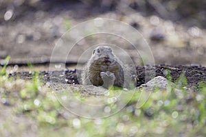 Ground squirrel feeding before winter sleep