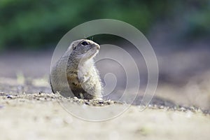 Ground squirrel feeding before winter sleep