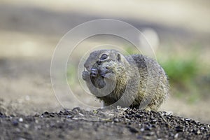 Ground squirrel feeding before winter sleep