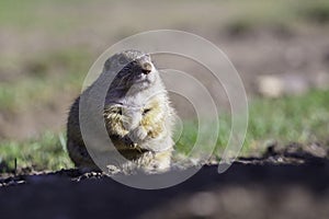 Ground squirrel feeding before winter sleep