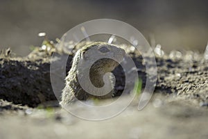 Ground squirrel feeding before winter sleep