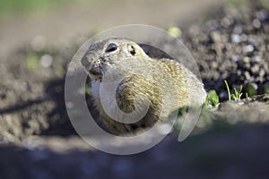 Ground squirrel feeding before winter sleep