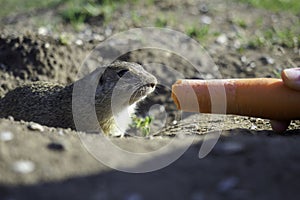 Ground squirrel feeding before winter sleep